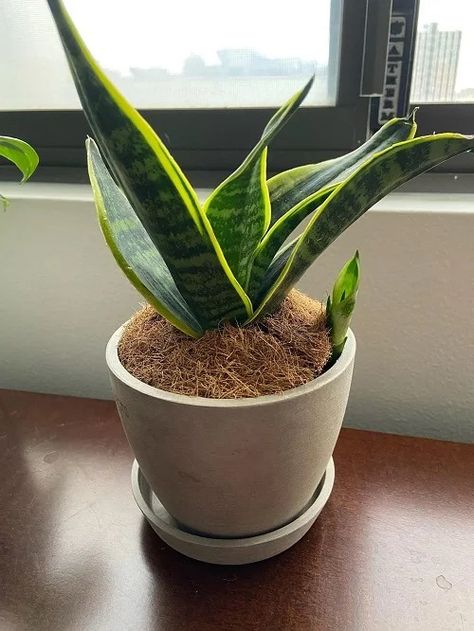 Force a Snake Plant to Produce Pups for Unlimited Sansevierias Inside House Plants, Snake Plant Indoor, Snake Plant Propagation, Indoor Plants Low Light, Snake Plant Care, Sansevieria Plant, Snake Plants, Household Plants, Plant Care Houseplant