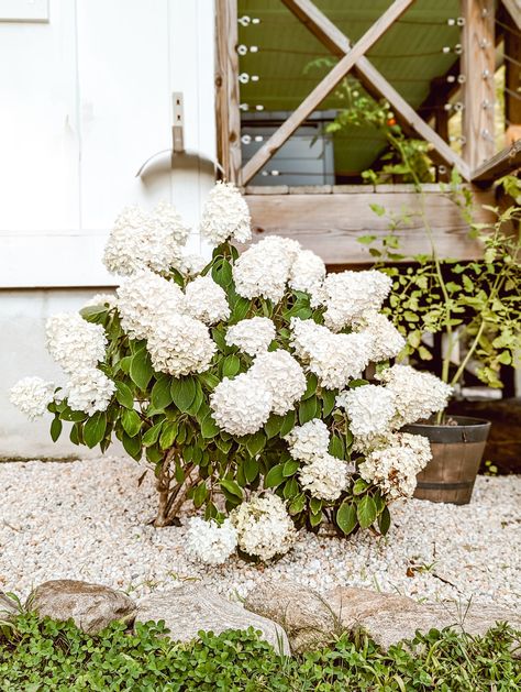 Pea Gravel In Flower Beds, White Pea Gravel Landscaping, Pea Gravel Flower Bed Ideas, Pea Gravel Colors, Pea Gravel Flower Bed, Gravel Flower Bed Ideas, Gravel Flower Bed, Country Farmhouse Landscaping, White Pea Gravel