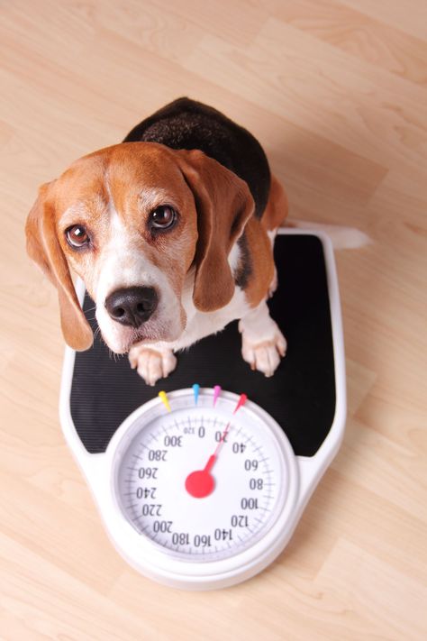 Obesity is a prevalent issue in dogs. How can you know how much your dog should weigh to prevent them from becoming obese? Obesity Awareness, Super Cute Dogs, Dog Weight, Dog Diet, Beagle Dog, Dog Health, Sweet Animals, Pet Health, Dog Care