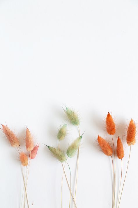 How to Dye Bunny Tail Grass Palm Craft, Crystal Photography, Bunny Tails, Thanks For The Gift, Bunny Tail, Dried Floral, Dried Flower Bouquet, Dried Flower Arrangements, Spring 2023