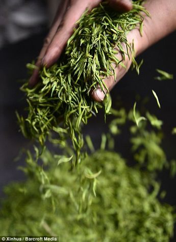 A worker stirs tea leaves in Zhongcunba Village of Xuan'en County on April 7... Tea Farm, Best Green Tea, Tea Plant, Green Tea Benefits, Tea Culture, Tea Brands, Tea Tasting, Types Of Tea, Tea Garden