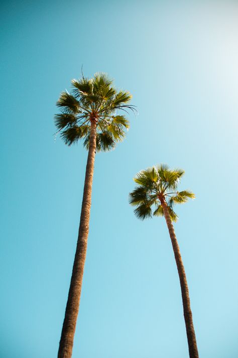 Tall palm trees against blue sky ¡¤ Free Stock Photo, #trees, #blue, #Stock, #palm, #Tall Nature, Maspalomas, Los Angeles, Palm Trees Photography, Palm Tree Images, Blue Palm Trees, Worms Eye View, Palm Tree Pictures, Coconut Palm Tree