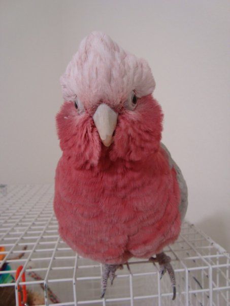 Galah. Galah Parrot, Galah Bird, Pink Galah, Silly Bird, Galah Cockatoo, Australian Parrots, Cutest Animals On Earth, Yellow Circle, Animal Behaviorist