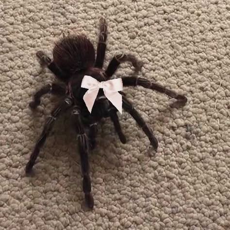 Cute Spiders, Pet Spider, Arachnids, Silly Animals, Creepy Cute, Little Animals, Cute Little Animals, Just Girly Things, Spiders