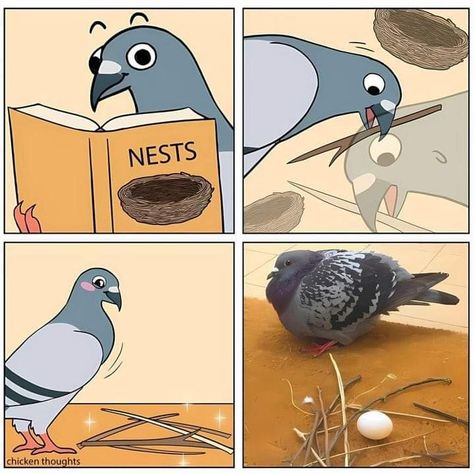 Funny Parrots, Funny Birds, Pretty Animals, Good Cartoons, 웃긴 사진, Silly Animals, Memes Humor, Funny Animal Memes, Animal Jokes