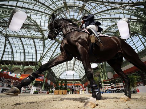 Horse Perspective, Horse Boarding, Horse Aesthetic, Horse Crazy, Sport Horse, Horse Equestrian, Horse Jumping, Equestrian Life, Equine Photography