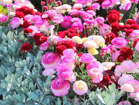 multi colored ranunculas Ranaculus Flowers, Olivier En Pot, Ranunculus Garden, Ranunculus Centerpiece, Ranunculus Arrangement, Ranunculus Wedding, Ranunculus Flowers, Anemone Flower, Peonies Garden