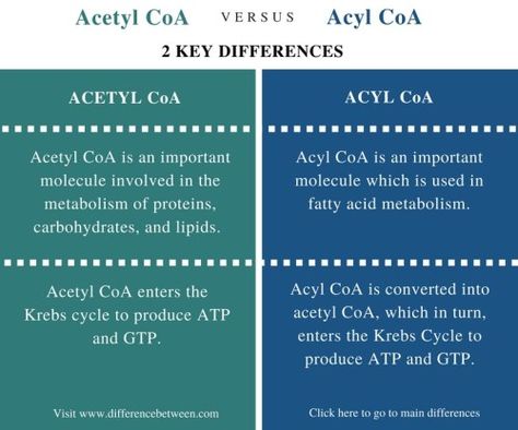 Difference Between Acetyl CoA and Acyl CoA Check more at https://in4arts.com/difference-between-acetyl-coa-and-acyl-coa.html Lipid Metabolism, Acetyl Coa, Krebs Cycle, Functional Group, Biochemistry, High Energy, Two People, Fatty Acids, Amino Acids