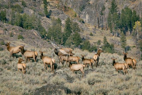 Rocky Mountain Elk herd (Cervus elaphus). Rocky Mountain area. Fall. Elk Herd, Rocky Mountain Elk, Bull Elk, Western Art, Rocky Mountain, Rocky Mountains, Elk, Rocky, Collage