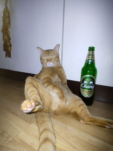 Alcohol Funny, Drunk Cat, Purple Drinks, Cat Stands, Cute Cats Photos, Cat Drinking, Brown Cat, Silly Images, Cat Boarding