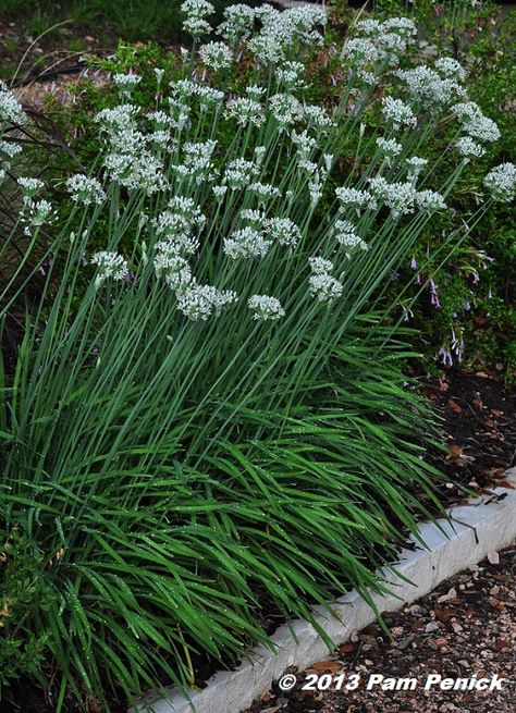 Allium Tuberosum, Carex Comans, Decorative Grasses, Plant Garlic, Chives Plant, Start Gardening, Purple Foliage, Texas Garden, Edible Landscape