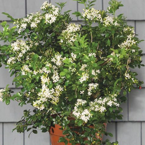 Up for sale Orange Jasmine (Murraya paniculata) 2 1/2 Pot Size Shipping Note: Cannot be shipped to FL, TX Transport yourself to the tropics with the sweet scent of Orange Jasmine. Not only does this compact plant boast waxy white flowers, but it also emits an intense orange-blossom fragrance. An exceptionally free-flowering selection, this murraya is the finest for pot culture. Perfect for the windowsill or other growing areas with limited space, it can be maintained in a modest pot for years. A Growing Mint Indoors, Growing Gardenias, Murraya Paniculata, Grow Lemongrass, Orange Jasmine, Windowsill Plants, Jasmine Plant, Fragrant Plant, Low Light Plants