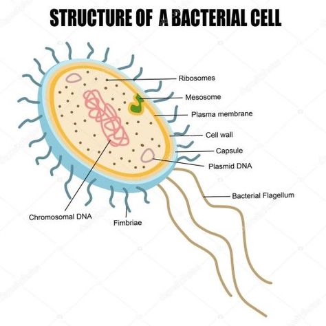 Difference between Archaebacteria and Eubacteria | KnowsWhy.com Prokaryotic Cell Drawing, Bacterial Cell Structure, Bacteria Cell, Cell Drawing, Bacterial Cell, Cell Diagram, Prokaryotic Cell, Eukaryotic Cell, Plasma Membrane