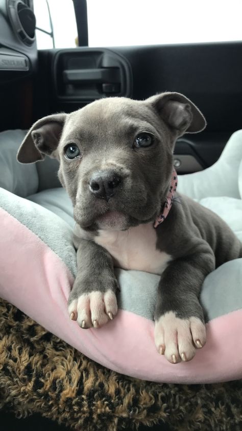 Small Pitbull, Cute Pitbull Wallpaper, Pitbull Dog Cute, Pitbull Astethic, Cute Pitbulls Aesthetic, Dogs Pitbull Aesthetic, Staffy Dog Aesthetic, Cute Pitbull Puppies, Funny Dog Signs