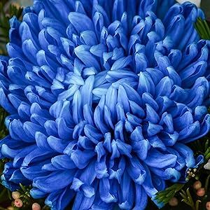 CHUXAY GARDEN Blue Chrysanthemum-Mums,Chrysanths 50 Seeds Flowering Planting Rare Blue Lovely Flowers Striking Landscaping Plant Grows in Garden and pots Mum Seeds, Planting Flowers From Seeds, Chrysanthemum Seeds, Purple Shamrock, Yellow Chrysanthemum, Fall Planting, Flower Branding, Memorial Tattoos, Fall Plants