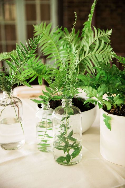 Potted Fern Centerpieces and Delicate Bud Vases Fern Centerpiece Wedding, Fern Centerpiece, Diy Flower Arrangements Wedding, Cheap Wedding Table Centerpieces, Potted Ferns, Fern Wedding, Simple Wedding Centerpieces, Centerpiece Wedding, Wedding Floral Centerpieces