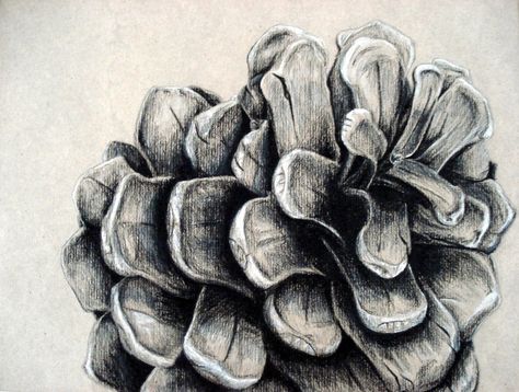 Pinecone in Charcoal by Aufish Natural Form Drawing, Natural Form Drawings, Natural Objects Drawing, Pinecone Linocut, Objects Art Gcse, Natural Forms Drawings, Pinecone Sketch, Gcse Art Natural Forms, Art Natural Forms