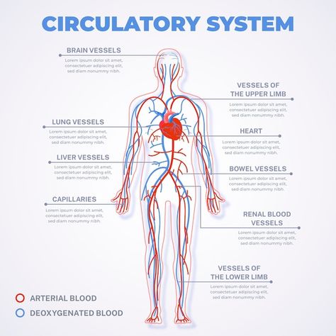 Linear circulatory system infographic | Free Vector #Freepik #freevector #circulatory-system #infographic-template #info #info-graphics Circulatory System Drawing Easy, Science Circulatory System, Circulatory System Notes, Nephron Anatomy, Circulatory System Projects, Circulatory System Activities, Human Body Science Projects, System Infographic, Biology Project