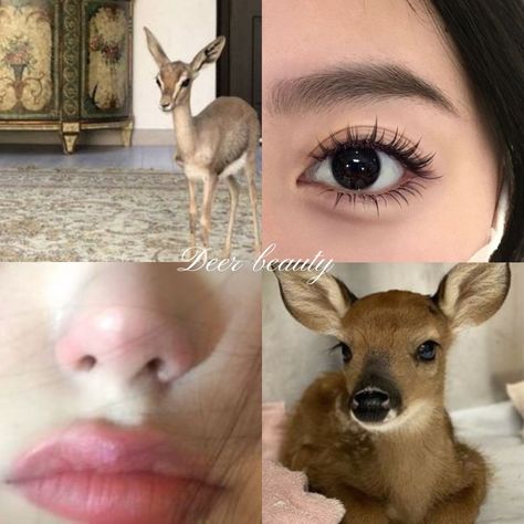 types of beauty| #deer #cat #bunny #fox #aesthetic #beauty #girlblogger #girlblogging| mine ‧₊˚ Cute Deer Aesthetic, Bunny Pretty Aesthetic, Makeup For Cat Face Type, Deer Beauty Face Aesthetic, Deer Beauty Makeup, Bunny Pretty Face Features, Deer Girl Aesthetic, Fox Beauty Face, Deer Makeup Aesthetic