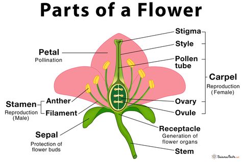 Parts of a Flower, Their Structure and Functions With Diagram Nature, Flower Diagram Science, Flower Parts Diagram, Parts Of Flower Diagram, Parts Of Flower Project, Parts Of Flower Worksheet, Parts Of A Flower Printable, Structure Of Flower, Flower Biology