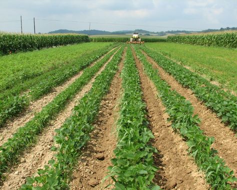 Crop Rotations - Rodale Institute Colossus Of Rhodes, Fact Republic, Root Structure, Farming System, Crop Rotation, Organic Farm, The Statue Of Liberty, Soil Health, Soil Improvement