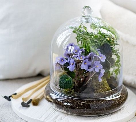 45 Best Small Terrarium Plants | Mini Plants For Closed Terrariums Diy Cloche, Cloche Terrarium, Pyramid Terrarium, Tabletop Terrarium, Diy Light Bulb, Small Terrarium, Glass Balcony, Beautiful Terrariums, Mini Terrarium