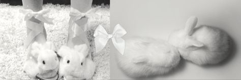 cute white bunny bunnies rabbit messy header White Bunny Banner Discord, Bunny Discord Banner, White Messy Header, Bunny Header, White Twitter Header, Cute White Bunny, White Header, Bunny Banner, Black Bunny