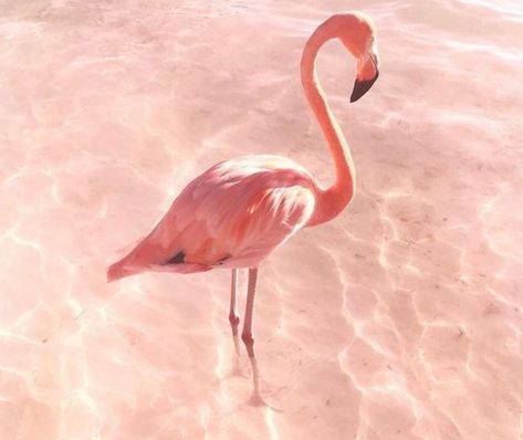 Pink flamingo Aesthetic Flamingo, Flamingo Aesthetic, Flamingo Color, Flamingo Wallpaper, Whimsical Nursery, Flamingo Beach, Dragon Boat Festival, Flamingo Pink, Pink Bird