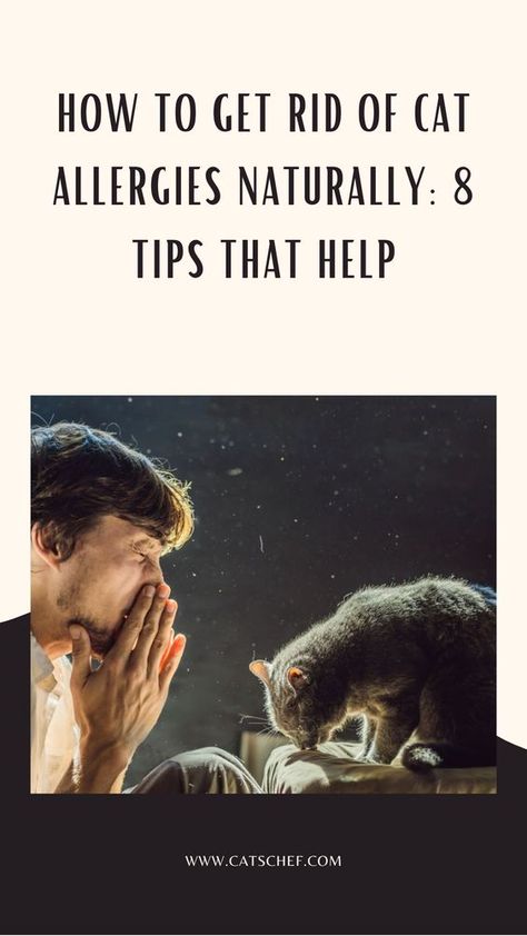 Being allergic to your fur bestie or having a partner who gets the sniffles just by being close to your kitty must be one of the biggest challenges for a cat parent. It’s a constant battle and a true definition of “love hurts.” That’s when you start thinking about how to get rid of cat allergies naturally. #catschef #cat #cats #kitten #kittens #catlover #catlovers #catlife #catoftheday #meow #pets #cute #love #animals #animallovers #kitty #kittycat #persiancat #mainecoon #ragdollcat Natural Remedies For Cat Allergies, Cpr For Cats, How To Get Rid Of Allergies Naturally, Pet Allergy Relief, Cat Allergy Remedies, Cat Cpr, Cat Allergy, Cat Remedies, Natural Allergy Relief