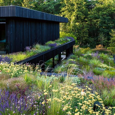 Dutch Gardens, Piet Oudolf, Prairie Garden, Meadow Garden, Plants Growing, Garden Architecture, Plants And Flowers, Natural Garden, Roof Garden