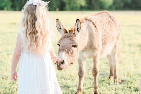 Girl Pony, Mini Donkey, Farm Photography, Flower Garland, Spring Photography, Equine Photography, Flower Garlands, Photography Pictures, Girls Life