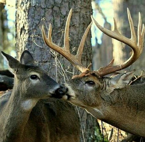 Buck and his Doe. Deer Reference, Deer Images, Huge Monster, Elk Pictures, Whitetail Deer Pictures, Whitetail Hunting, Big Deer, Deer Species, Manly Stuff