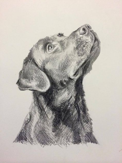 lab/kinda of a goal Frostbitten Aesthetic, Dog Pencil Drawing, Draw Dogs, Labrador Art, Lab Dog, Dog Sketch, Graphite Drawings, Dog Illustration, Animal Sketches