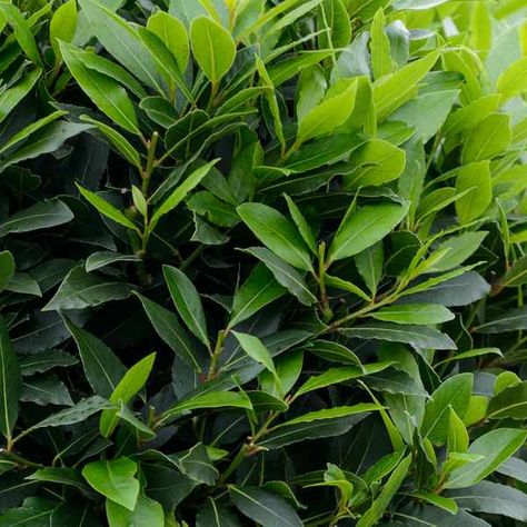 Bay Leaves Uses, Laurel Plant, Evergreen Flowers, Laurus Nobilis, Commercial Landscaping, Buy Seeds, Evergreen Plants, Formal Gardens, Evergreen Shrubs