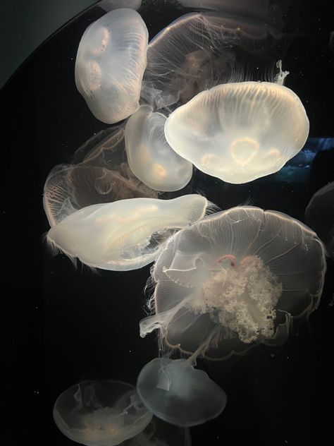 sea aquarium jellyfish Damla Core, Grey Jellyfish, White Jellyfish, Arte Peculiar, 사진 촬영 포즈, Beautiful Sea Creatures, Lucifer Morningstar, Jelly Fish, Marine Animals