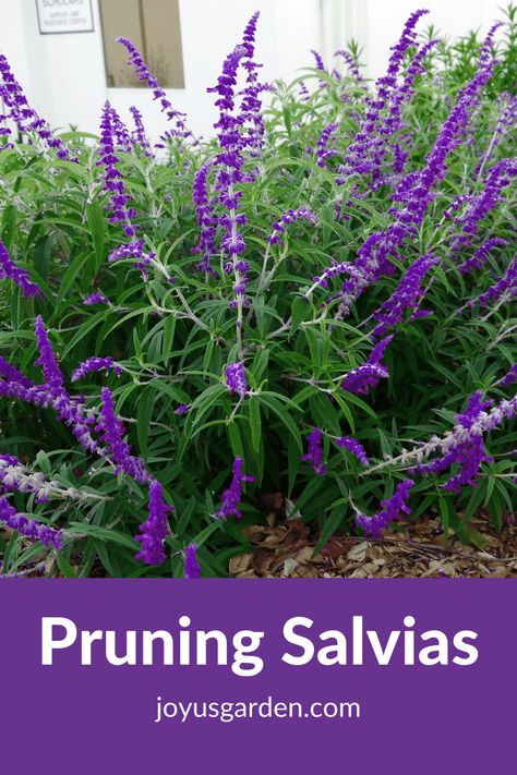 Salvia Hedge, Salvia Flower Bed, What To Plant With Salvia, Salvia Flower, Salvia Garden, Salvia Plant, Verbena Flower, Salvia Greggii, Salvia Plants