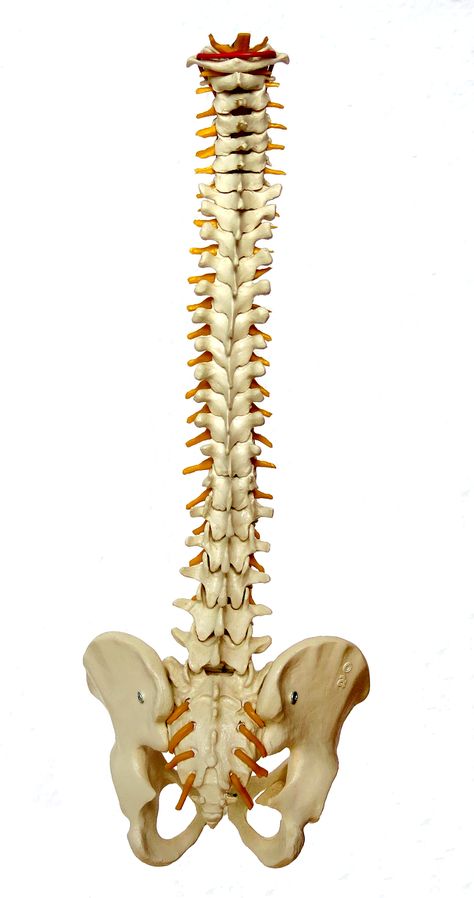 Spine, Backbone, Vertebrae, Eddy, Human, Medical Inversion Table, Spinal Fusion, Human Spine, Disk Herniation, Spinal Surgery, Spinal Injury, Spine Health, Spine Surgery, Muscle Protein