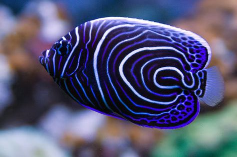 What is the most BEAUTIFUL reef fish? - Page 2 - Reef Central ... Emperor Angelfish, Creature Marine, Pretty Fish, Fauna Marina, Salt Water Fish, Cool Fish, Beautiful Sea Creatures, Water Animals, Ocean Fishing