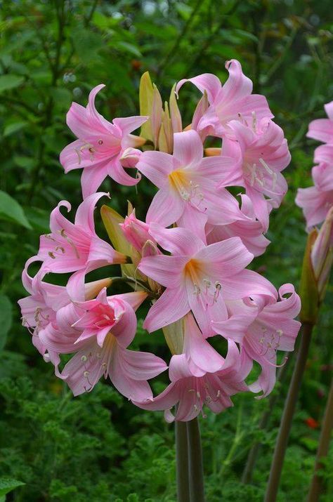 Belladonna Flower, Beautiful Pink Flowers, Gorgeous Flowers, Bulb Flowers, Flowers Pink, Pretty Photos, Unique Flowers, Colorful Garden, All Flowers