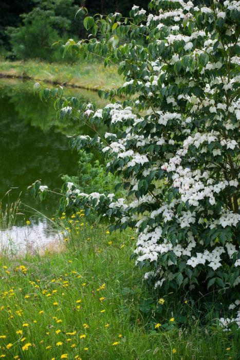 Garden Types, Birch Bed, Dogwood Shrub, Cornus Kousa, Pollinator Plants, Planting Ideas, Variegated Plants, Forest Garden, Silver Birch