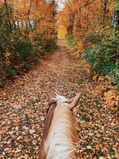 Fall Horseback Riding Aesthetic, Fall Horseback Riding, Autumn Horse Aesthetic, Horses In Autumn, Fall Horse Wallpaper, Trail Ride Aesthetic, Country Fall Aesthetic, Horseback Riding Aesthetic, Autumn Horse