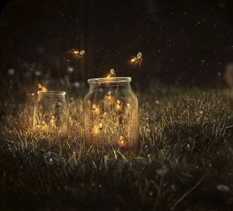 Firefly, Fairy Lights, At Night, Photoshop