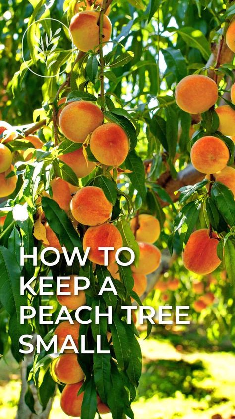 Elberta Peach Tree, Red Haven Peach Tree, Peach Tree Pruning, Espalier Peach Trees, Peach Tree Companion Plants, How To Prune A Peach Tree, Peach Trees Growing, How To Grow A Peach Tree From Seed, Contender Peach Tree