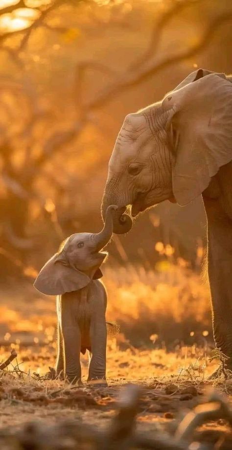 Cute Elephant Pictures, Elephant Pictures, Elephants Photos, Bible Ideas, Elephant Love, Pretty Animals, Cute Wild Animals, An Elephant, Cute Animal Photos