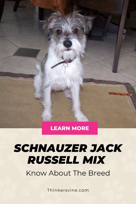 Schnauzer Jack Russell Mix Funny Talking Dog Videos, Jack Russell Mix, Schnauzer Mix, Dog Quotes Love, Dog Jokes, Dog Hacks, Different Dogs, Cute Funny Dogs, Funny Dog Videos