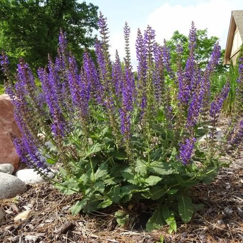 May Night Meadow Sage | Plant by Number May Night Salvia, Part Sun Perennials, Meadow Sage, Sage Plant, Gothic Flowers, Flower Bed Designs, Sun Perennials, Thriving Garden, Flower Spike