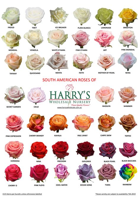 Different Roses Colors, Types Of Flower Bouquets, Types Of Roses For Bouquets, Roses Types Different, Different Kinds Of Roses, Different Roses Types, Types Of Roses Chart, Flowers Types Chart, Flower Bouquet Color Palette