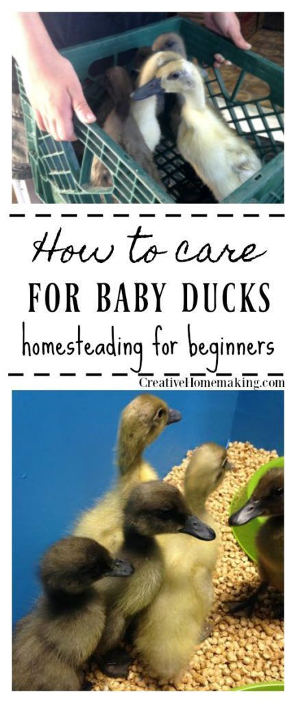 Easy Homesteading, Duck Enclosure, Duckling Care, Homesteading For Beginners, Duck Pens, Raising Turkeys, Urban Chicken Farming, Backyard Ducks, Baby Chicks Raising