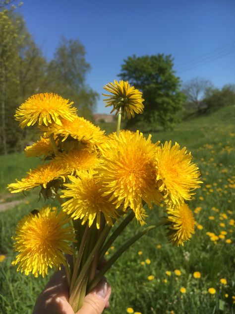 Dandelion Yellow, Yellow Bouquets, Dandelion Flower, Bouquet Arrangements, Flower Therapy, Spring Aesthetic, Yellow Aesthetic, Spring Vibes, Flower Lover