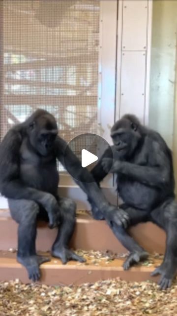 Funny Zoo Animals, Funny Gorilla Videos, Animal Videos Cutest, Silly Animals Videos, Funny Animal Videos Can't Stop Laughing, Super Funny Pics, Funny Monkey Videos, Baby Monkey Videos, Meaningful Videos